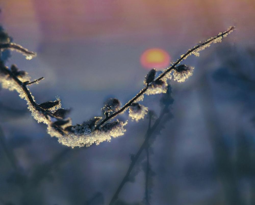 Солнышко на веточке качается...