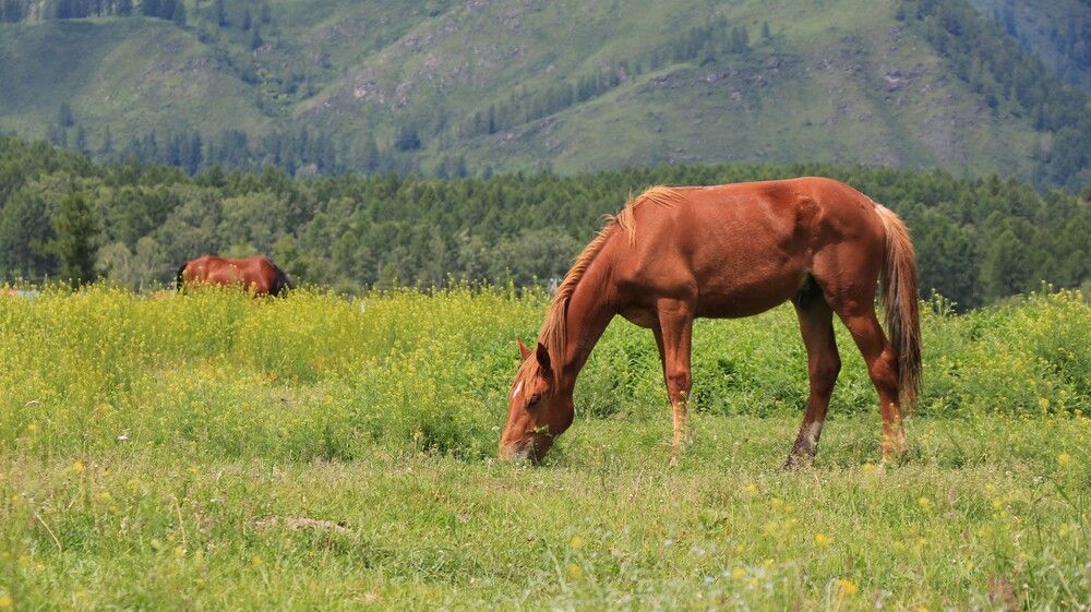 На цветущем лугу