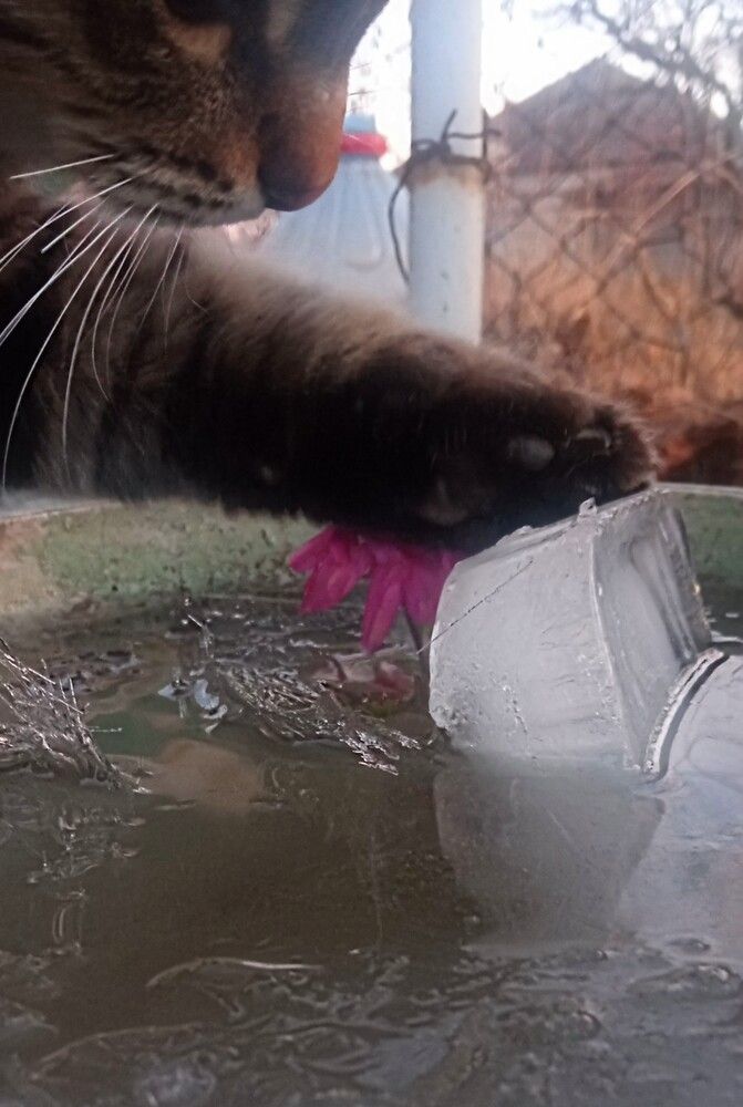 My cat\'s paw touched the ice.