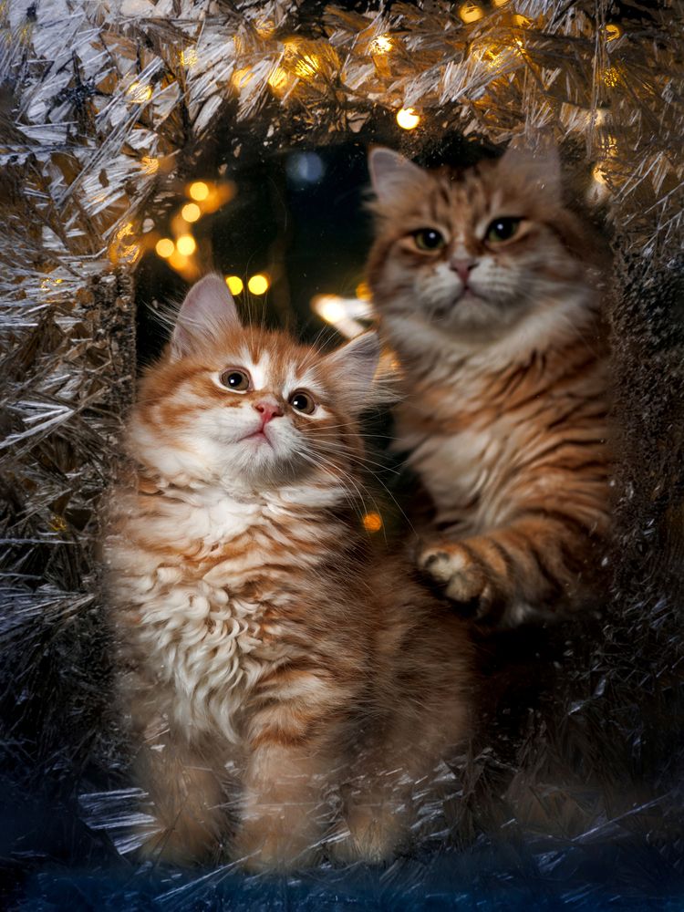 Photograph by Ирина Левакова