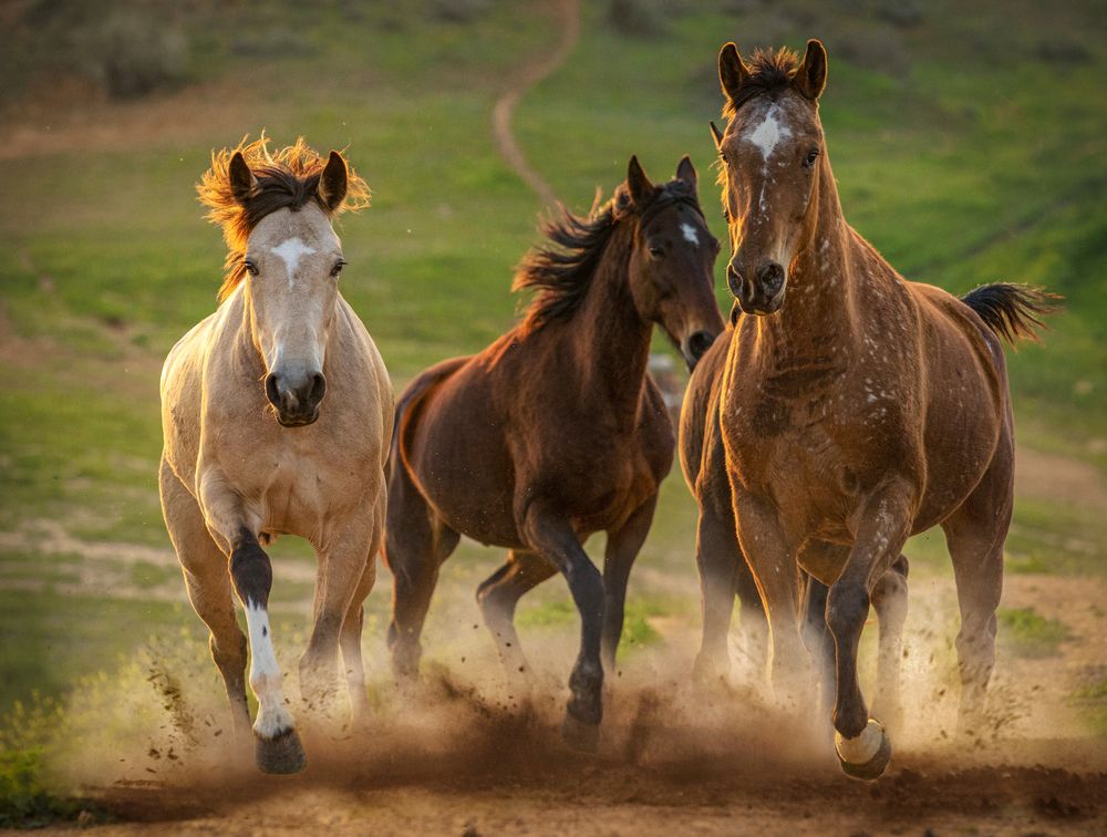 Photograph by Горбачева Маментьева Татьяна