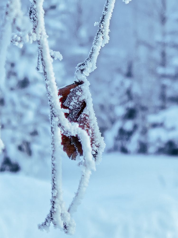 Photograph by Светлана Широкова