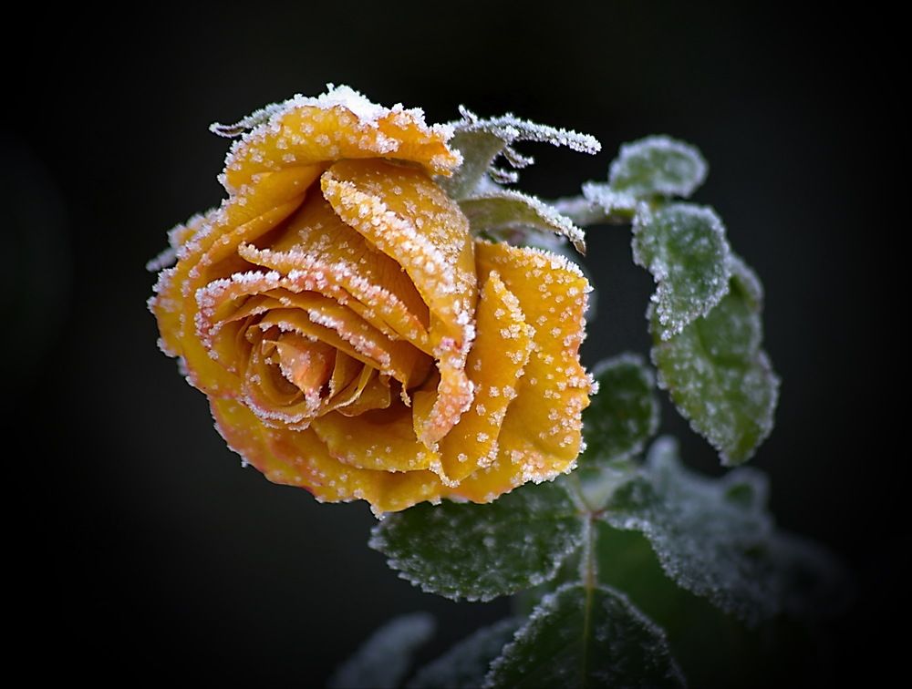 Photograph by Анатолий Святой