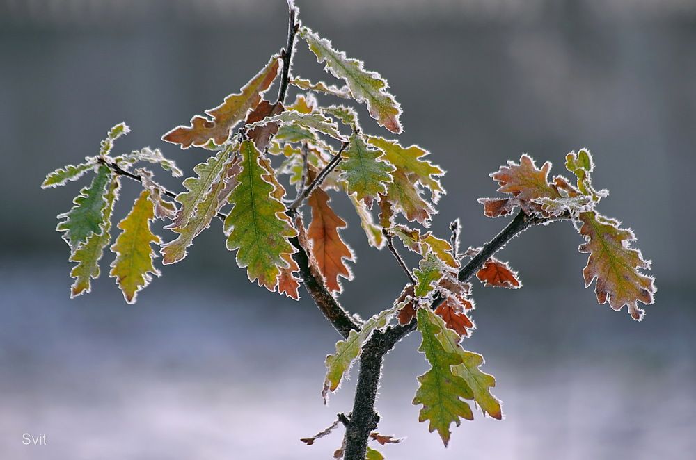 Photograph by Анатолий Святой