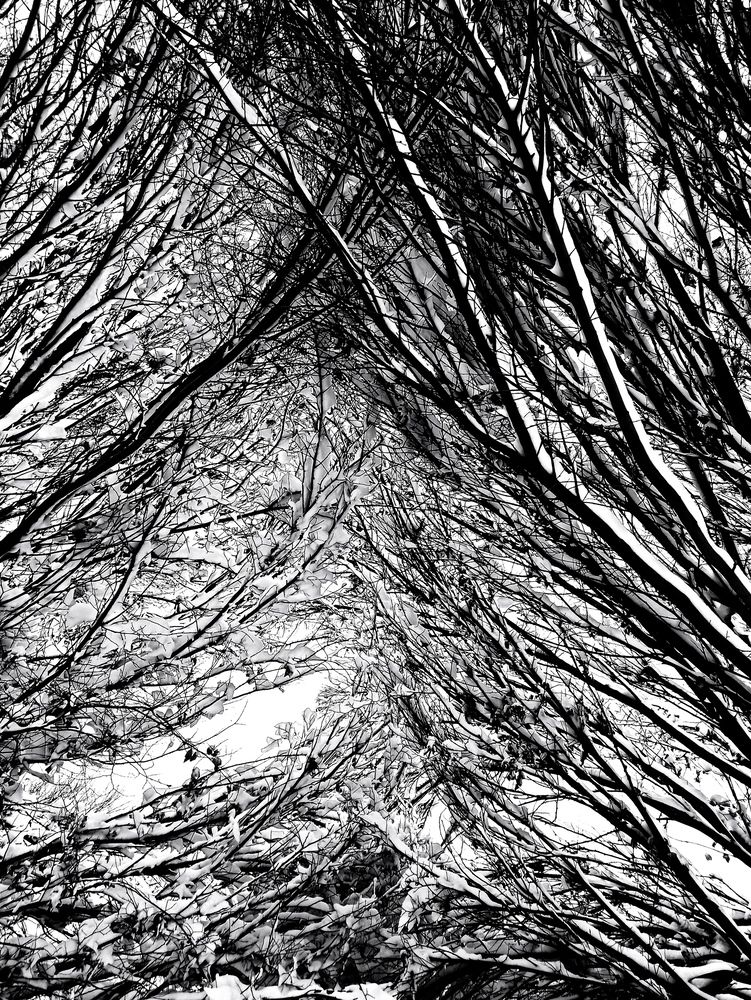 Photograph by MaryamTork