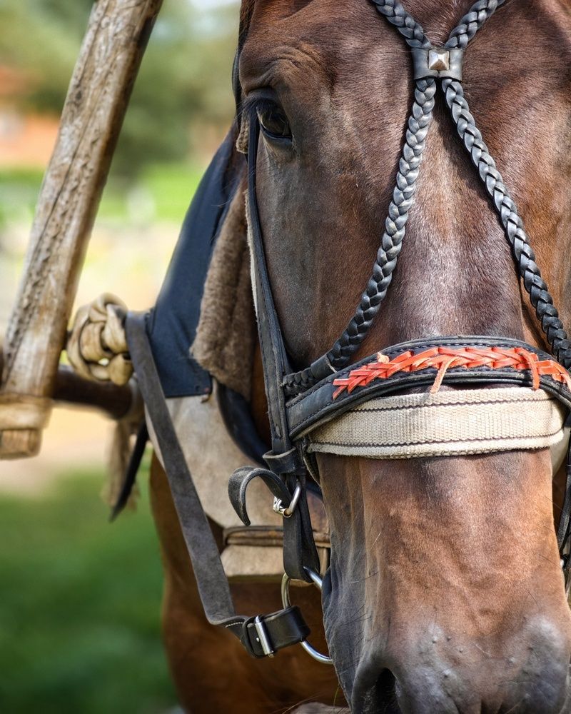 Фотография автора Татьяна Соколовская