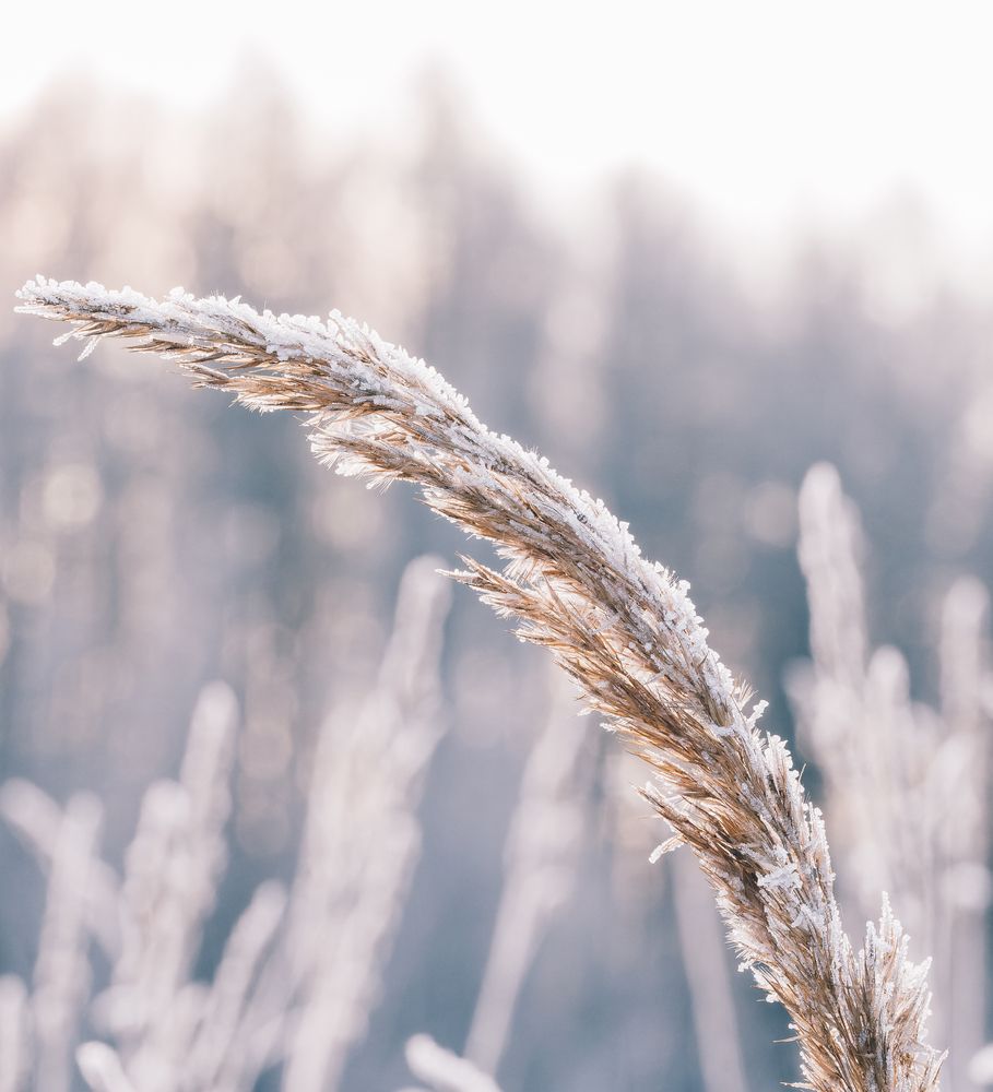 Photograph by Максим Кольцов