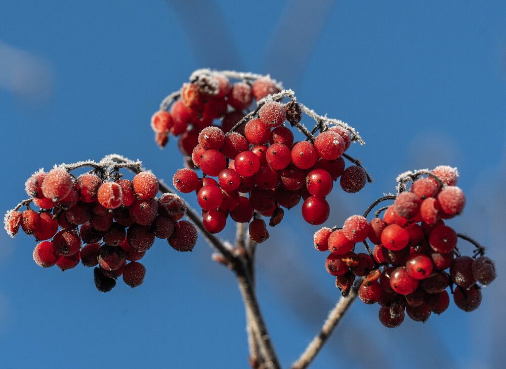 Photograph by Igor Shulkin