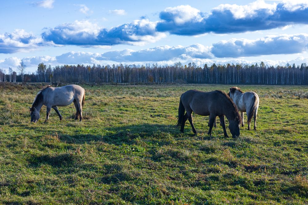 Фотография автора Вадим Копилец