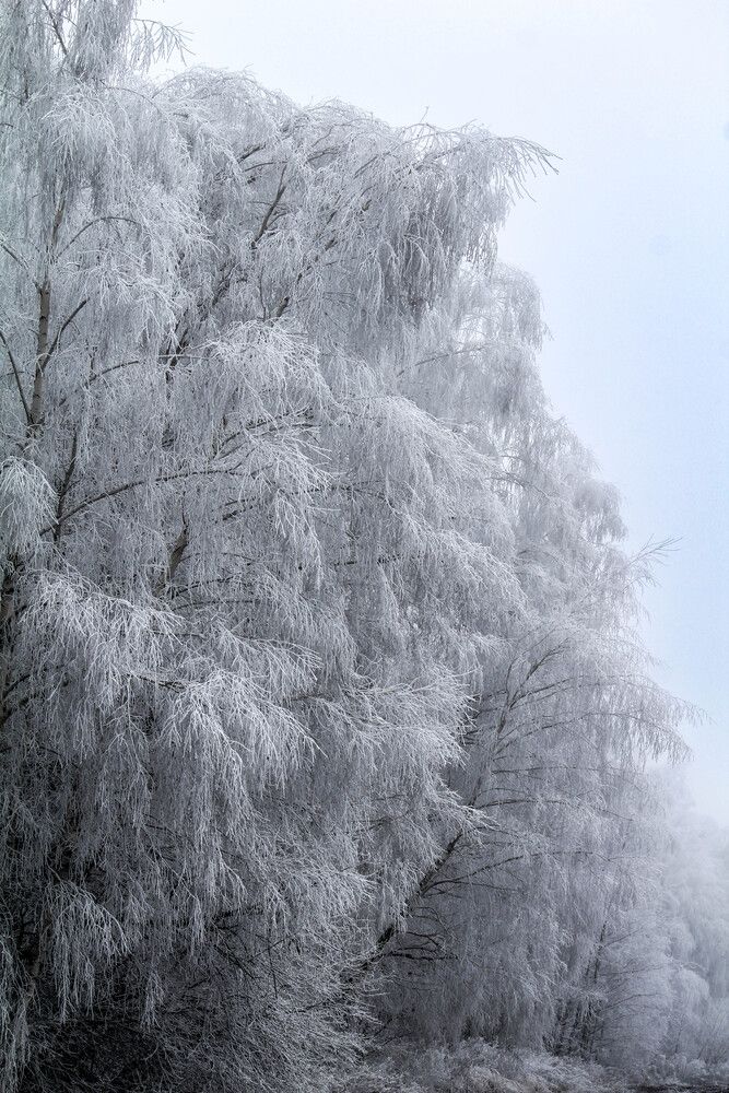 Белая береза