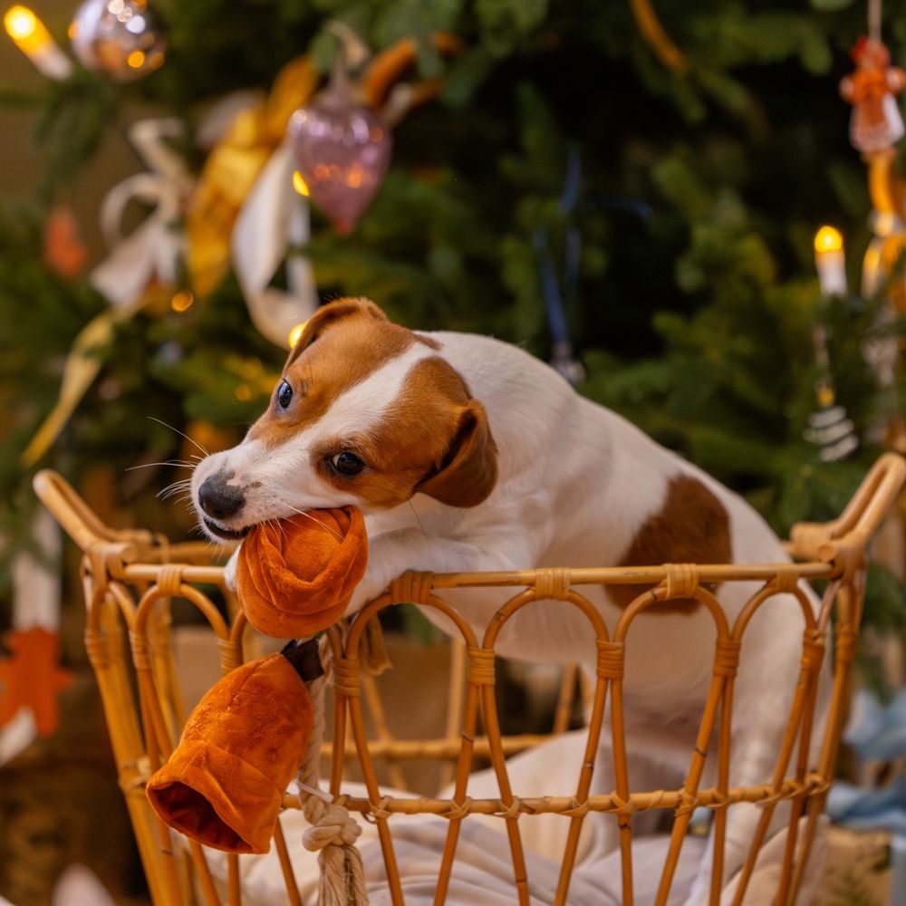 Photograph by Ольга