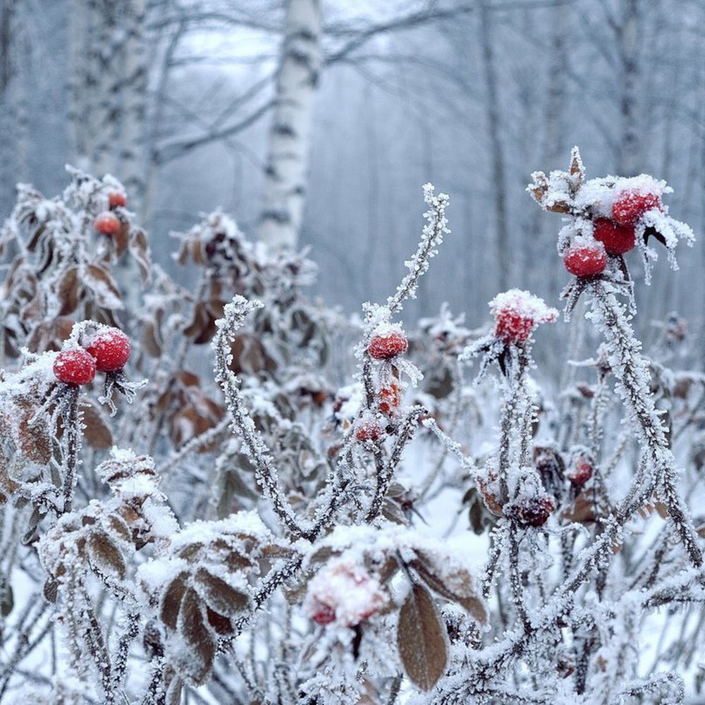 Photograph by Михаил Свиденцов