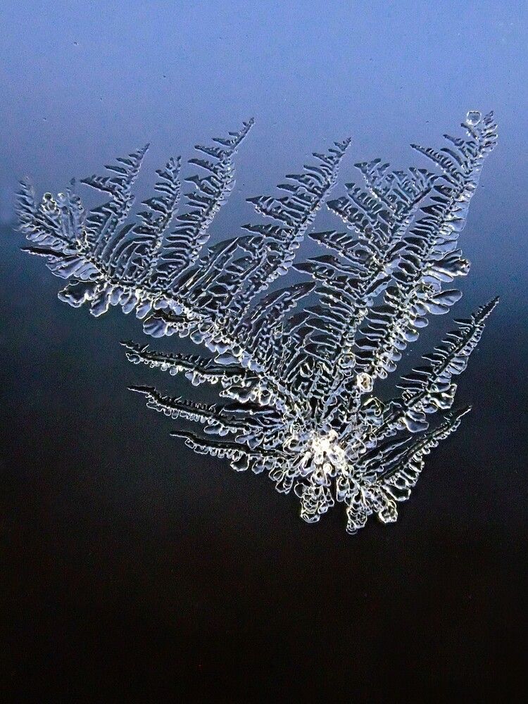 Ипеевое перышко