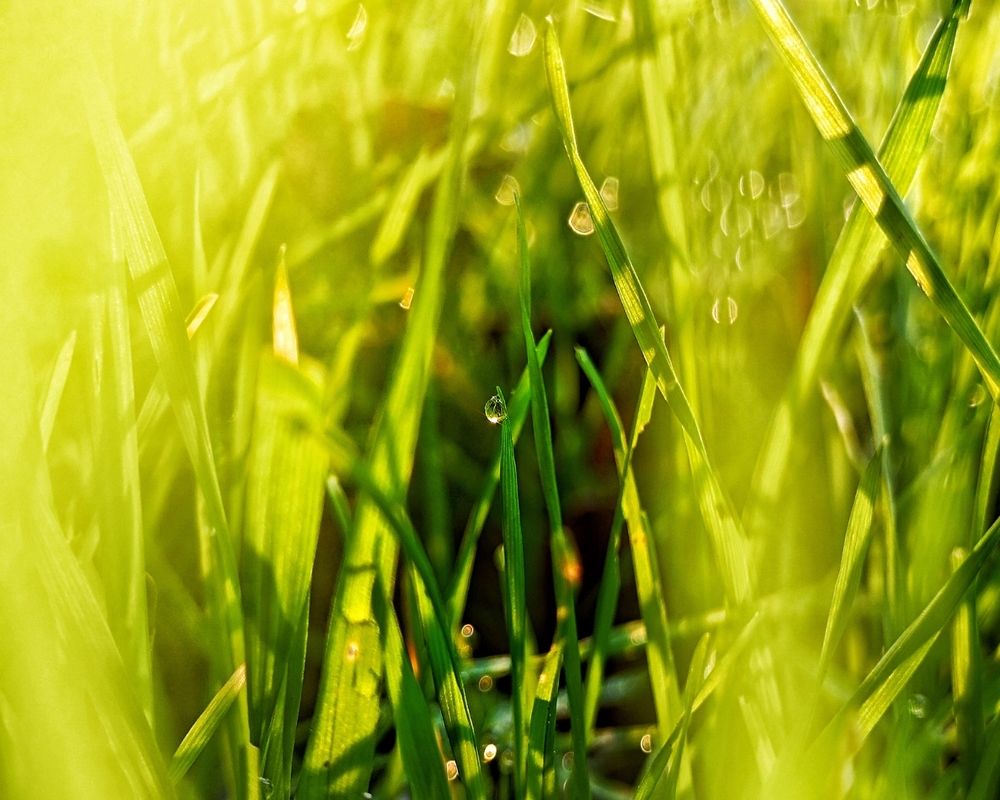 the dew