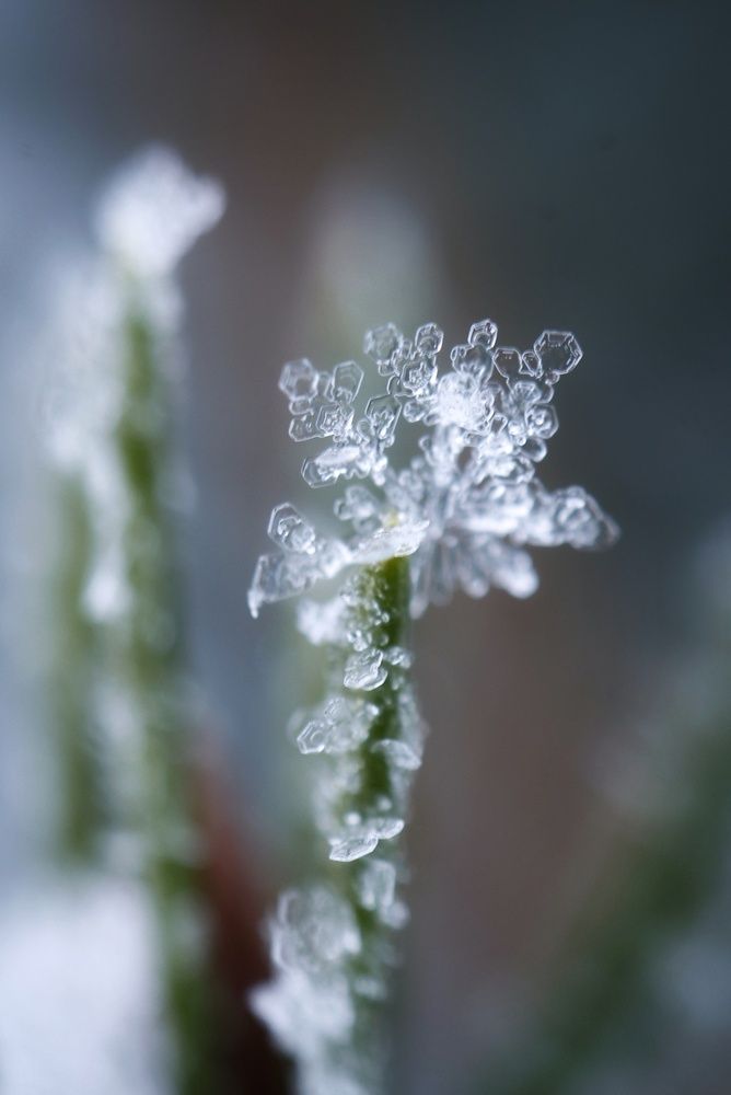 Photograph by Микрокосмос Владимир