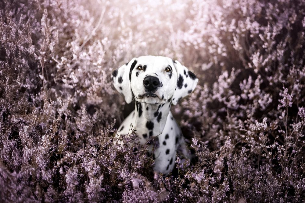 Dalmatian in the heather
