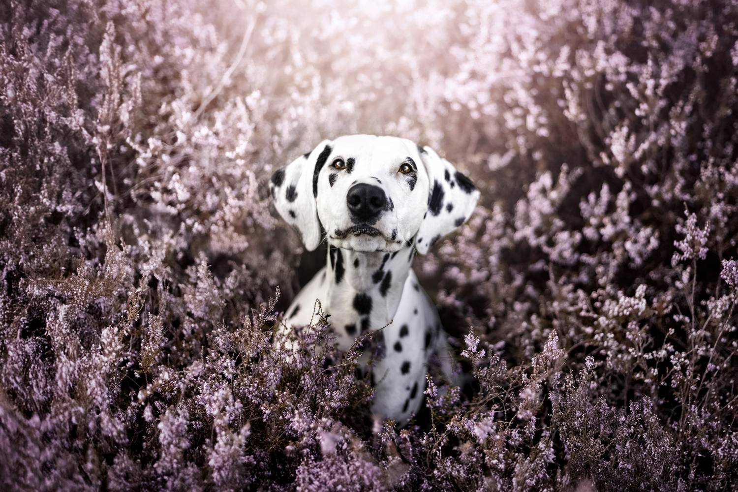 Dalmatian in the heather Dalmatian in the heather