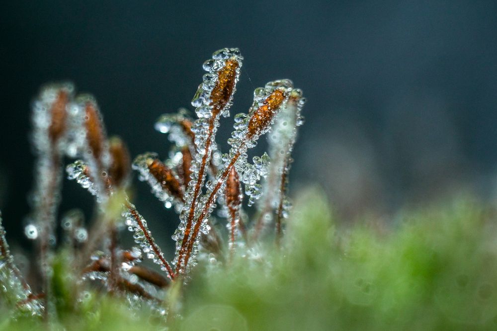 Фотография автора Максим Светличный