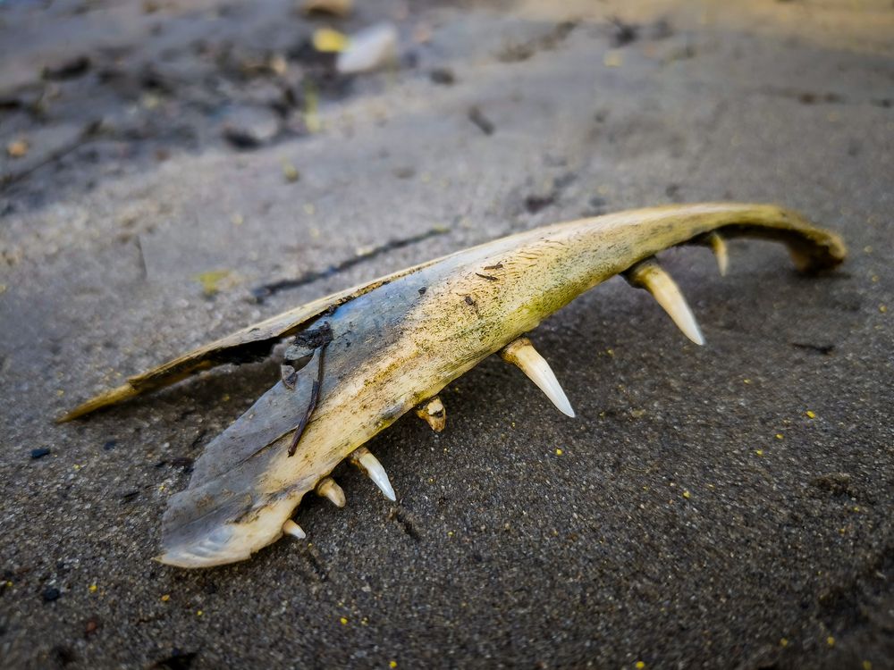 Фотография автора Александр Хухлов