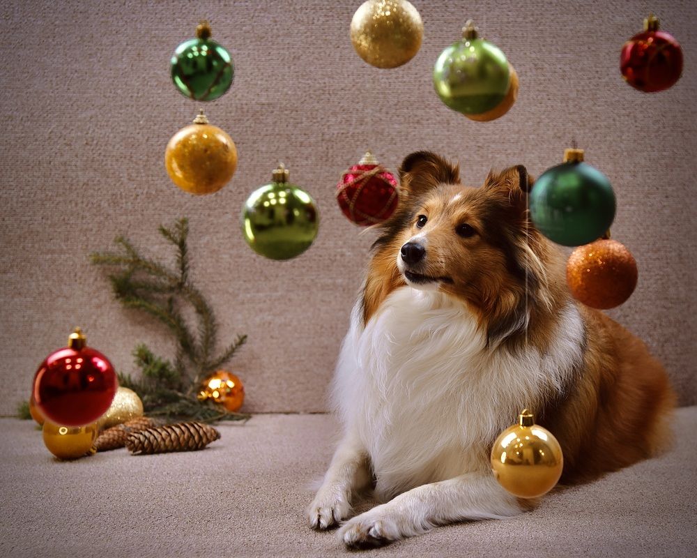 В ожидании праздника