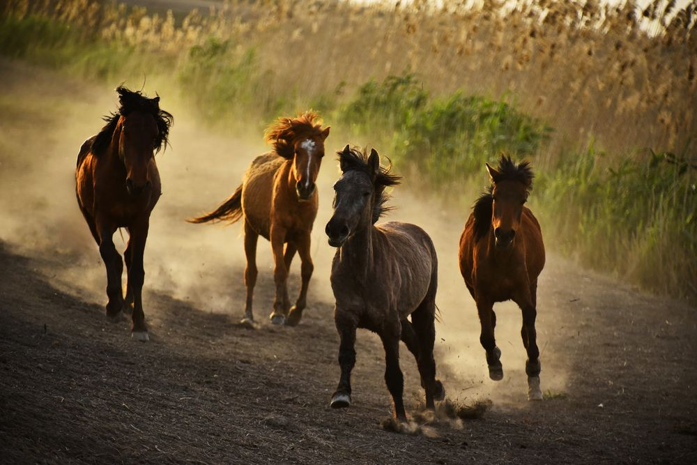 Фотография автора Bengi Turaç