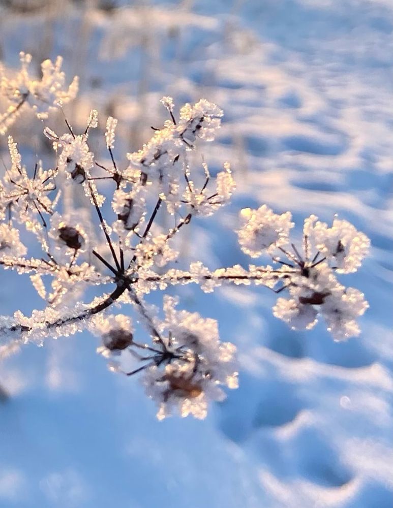 Фотография автора Галина Шиманцова