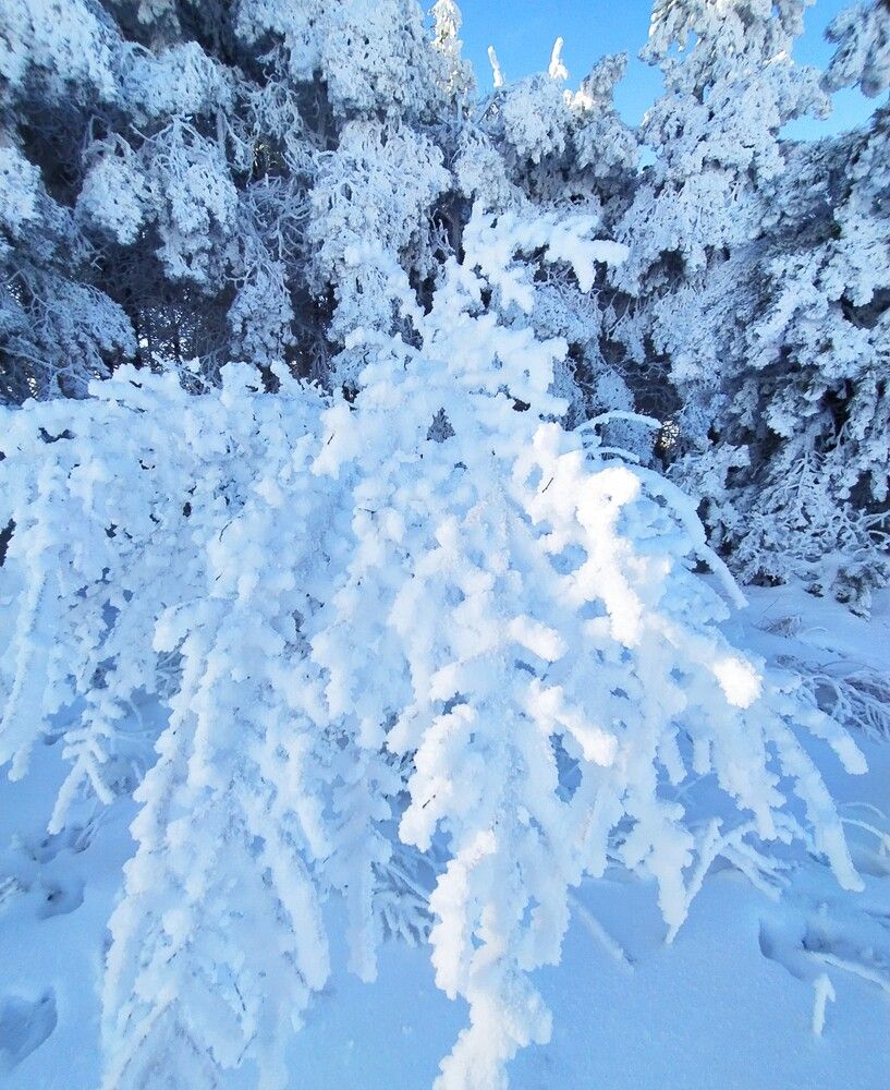 Фотография автора Елена Александрова