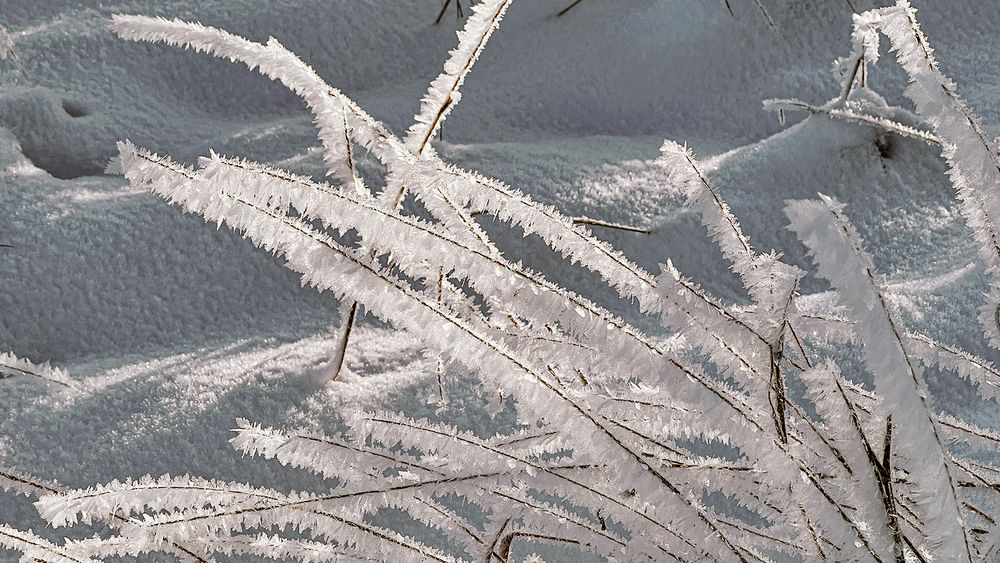 Домой этот букет не донести