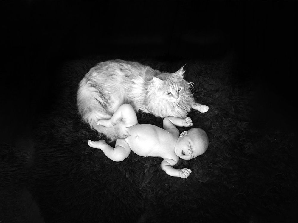 Man and animal