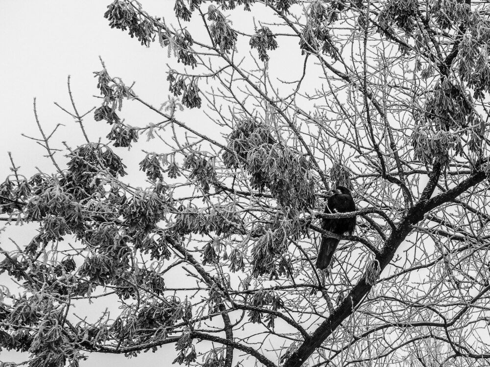 Не всё заиндевело!