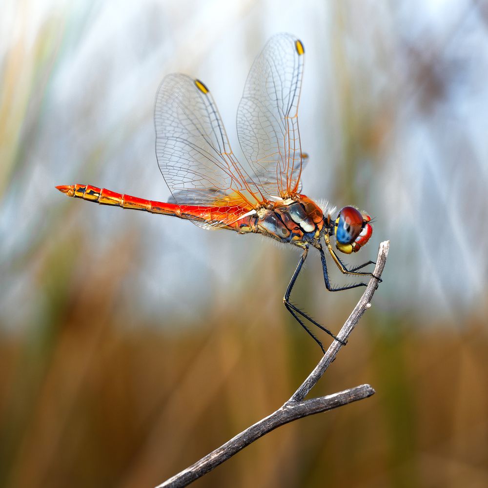 DRAGONFLY