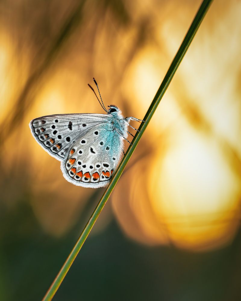 Lycaenidae