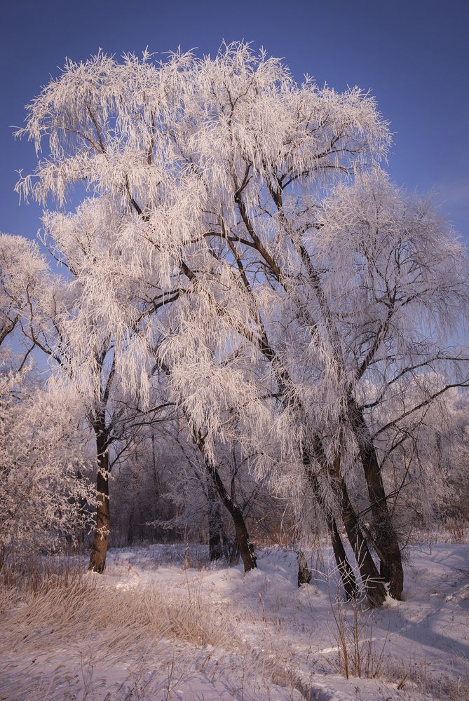 Фотография автора Татьяна Добровольская