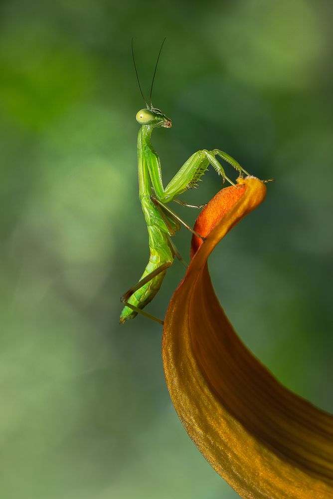 MANTIS