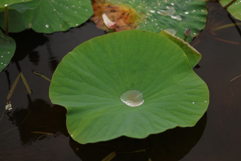 Photograph by Раиса Кравченко