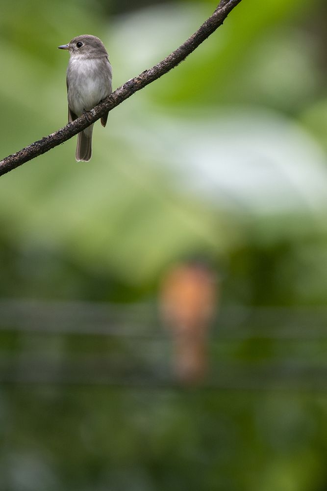 Photograph by Chamara Sulakkhana Polwatta Siriyalage