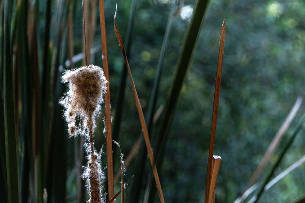 Reed by thr river