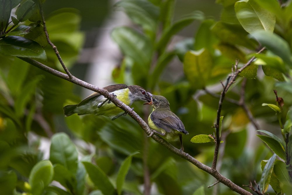 Photograph by Chamara Sulakkhana Polwatta Siriyalage