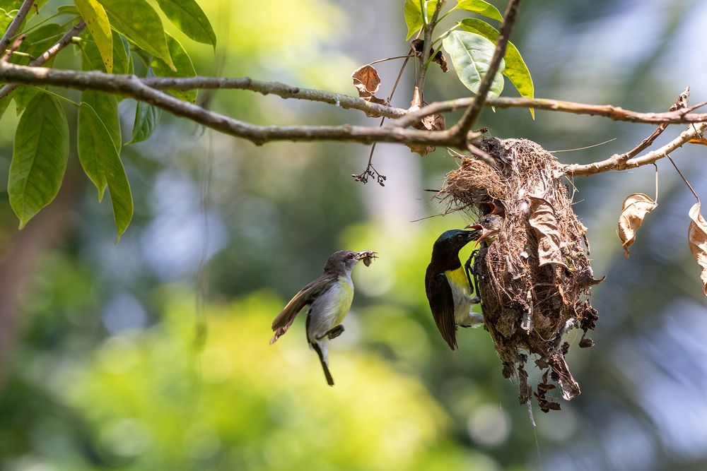 Photograph by Chamara Sulakkhana Polwatta Siriyalage