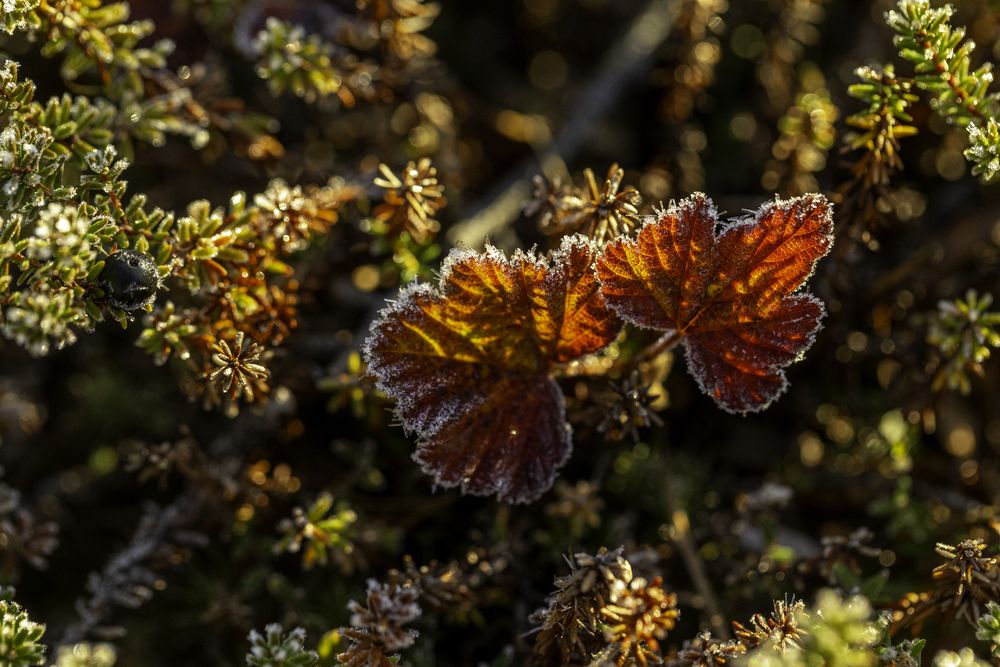 Осенняя морошка.