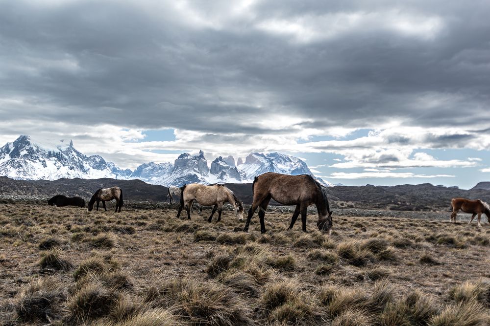Horses torres del Paine