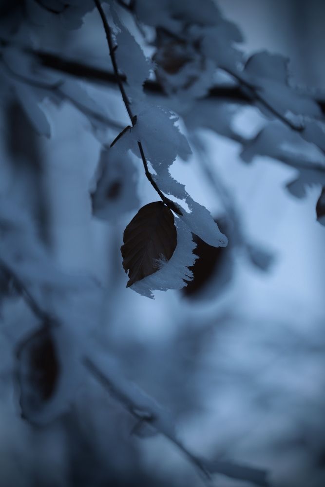 Photograph by Simone Cossu