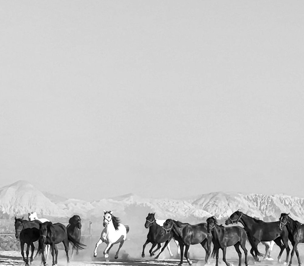 Фотография автора MOJDEH NOROUZI