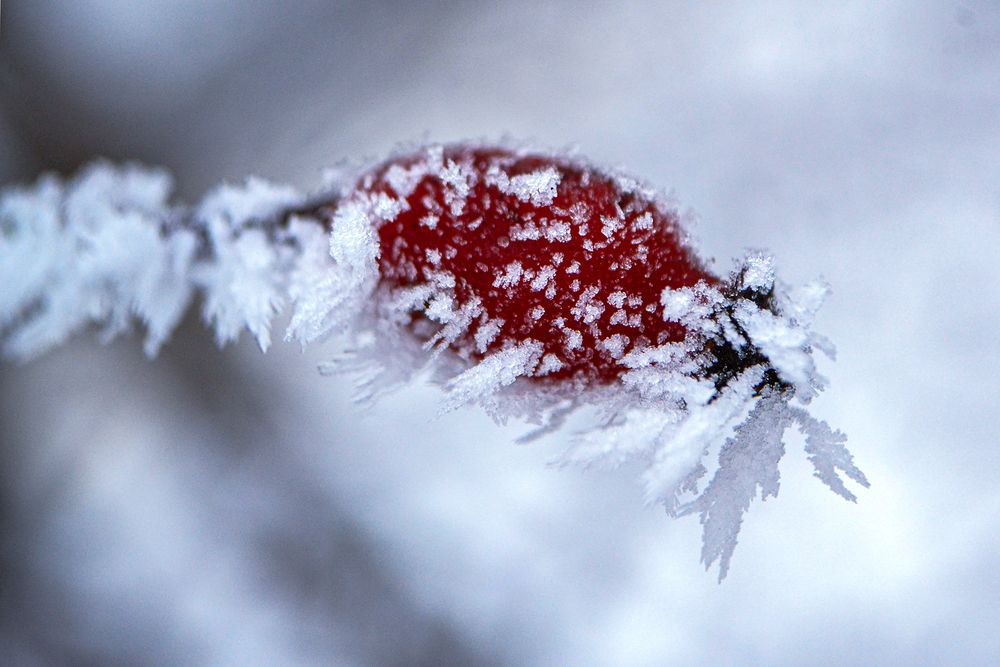 На шиповнике изморозь-пушок