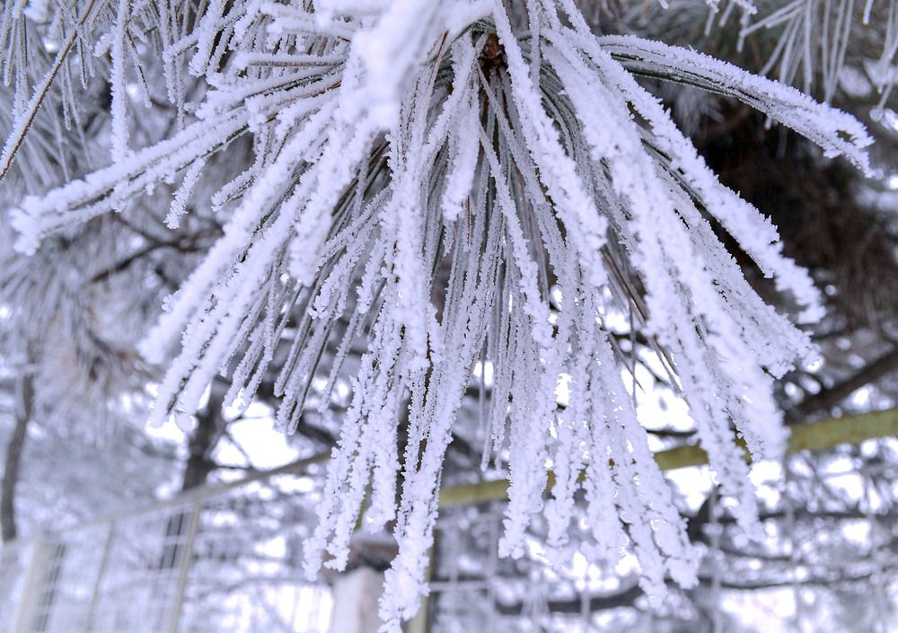 Иней серебристый