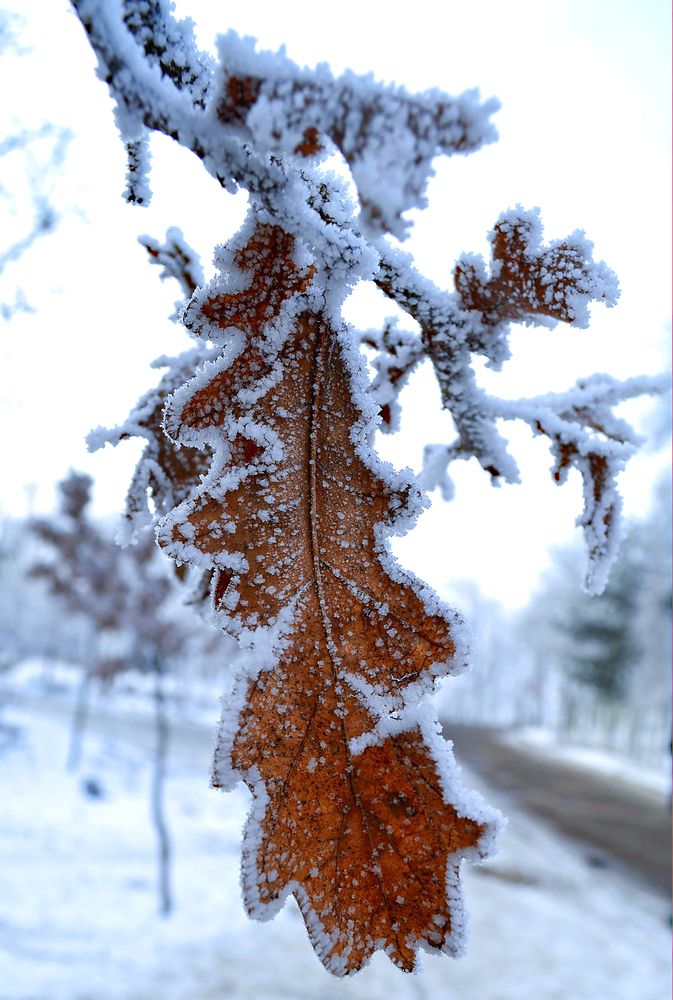 Инеем покрыты деревья и кусты