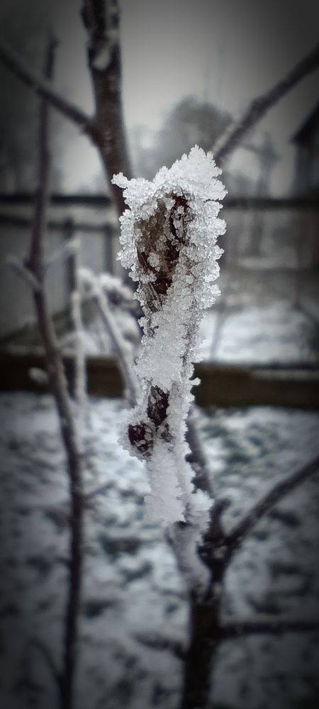 Морозный иней