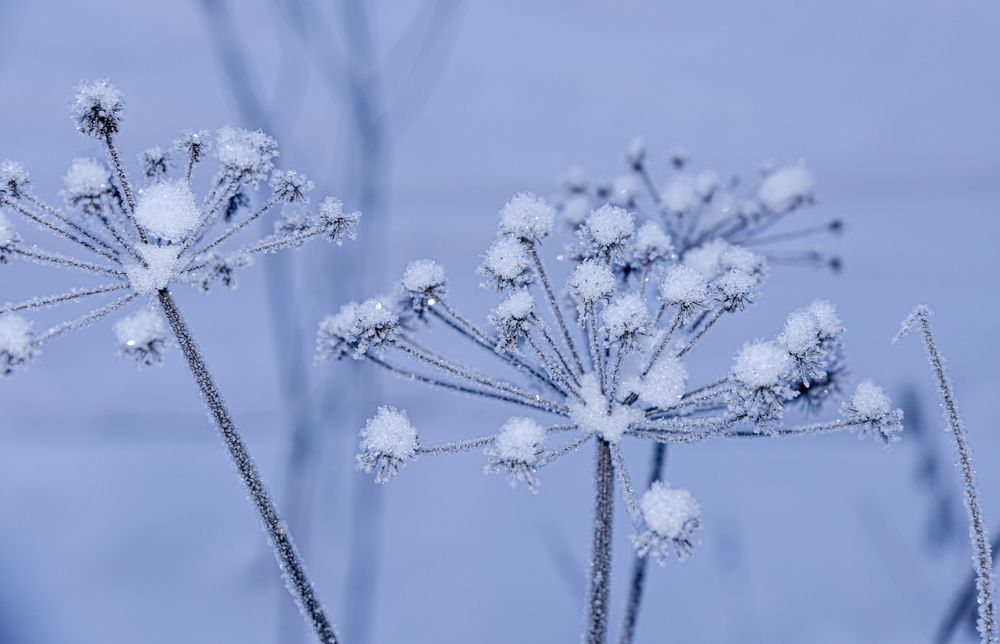 Зонтики Инея