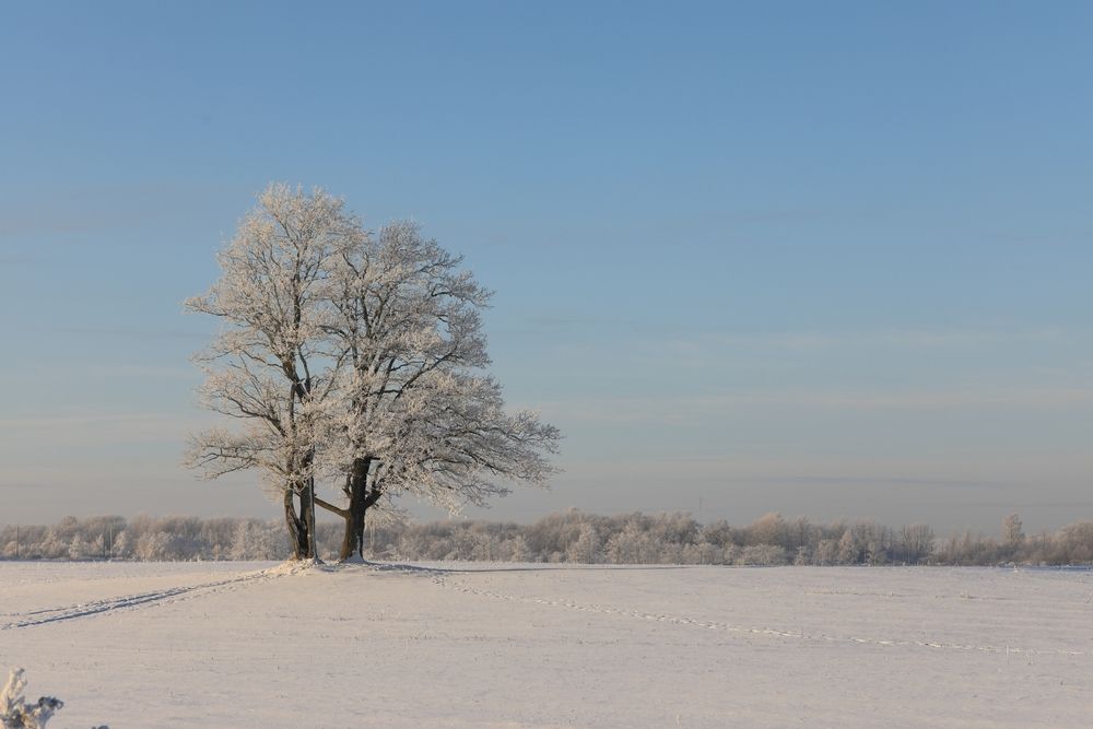 Морозное утро
