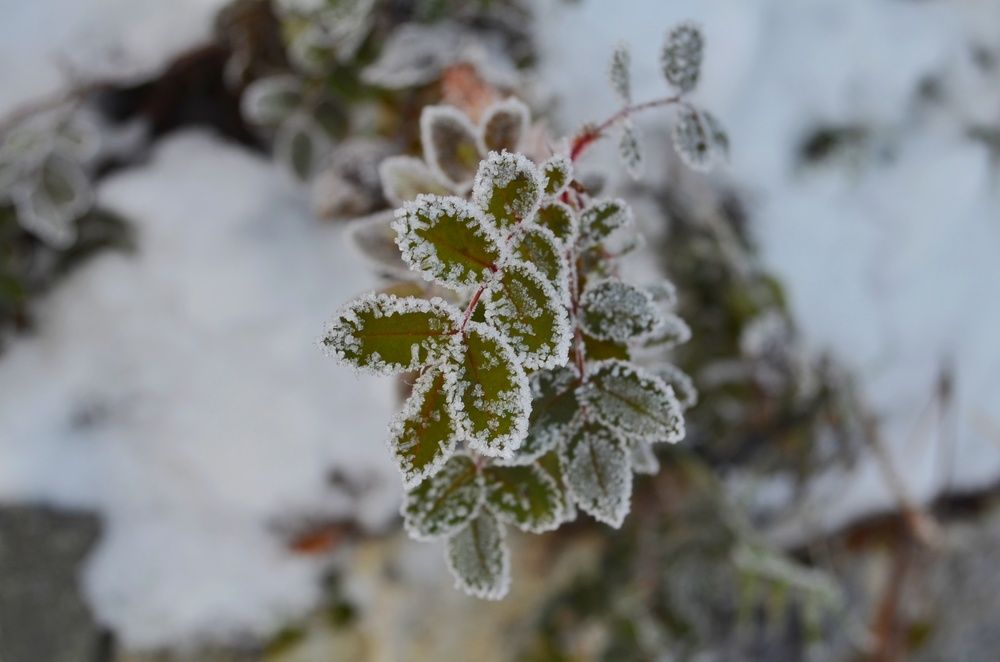 Photograph by Margareth Tikhonova